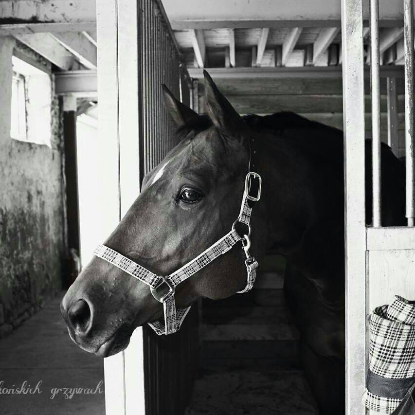 Equstrian - passion and hobby