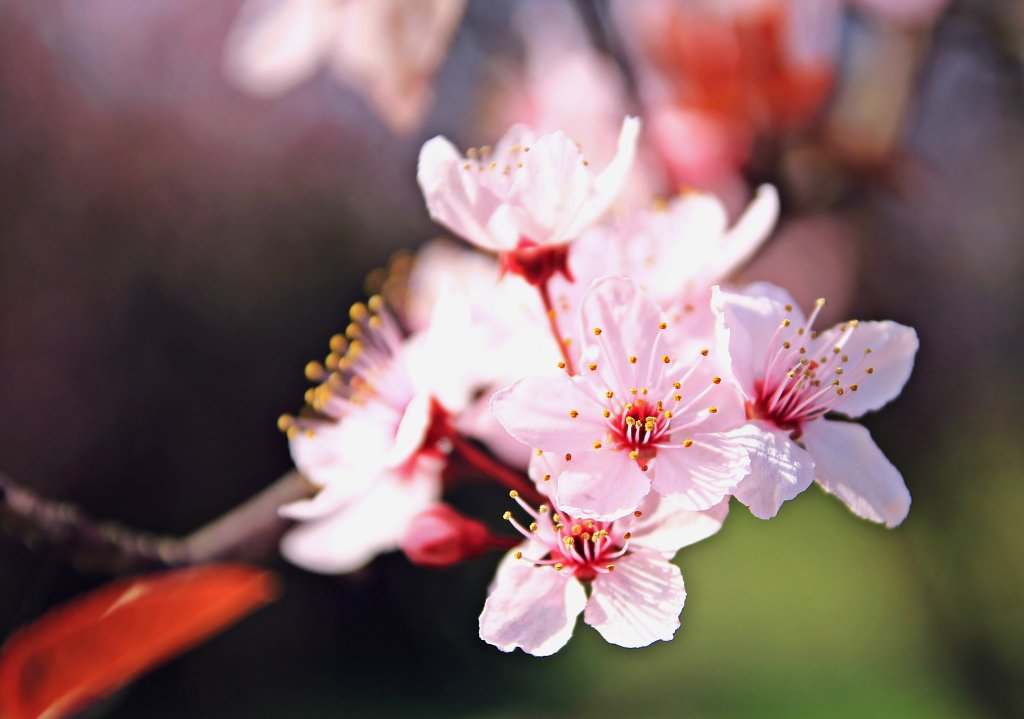 Spring