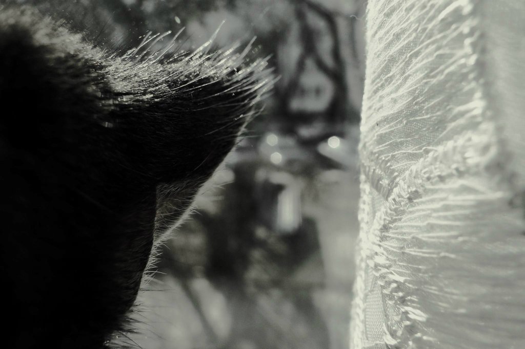 miou.