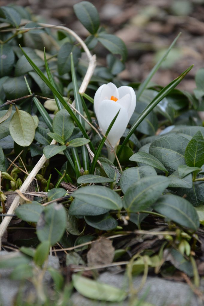 Spring :)