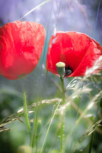makrO!