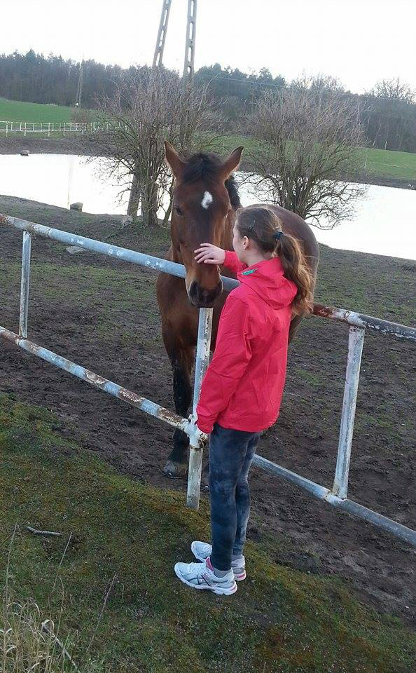 Horse My Life