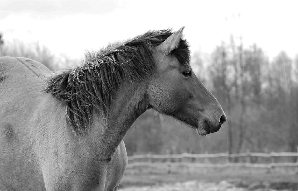 horse