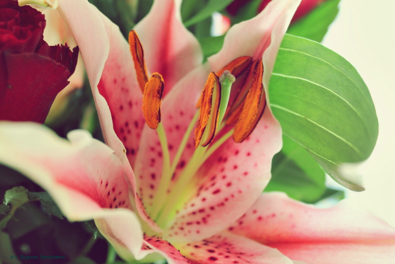 #LiLy#