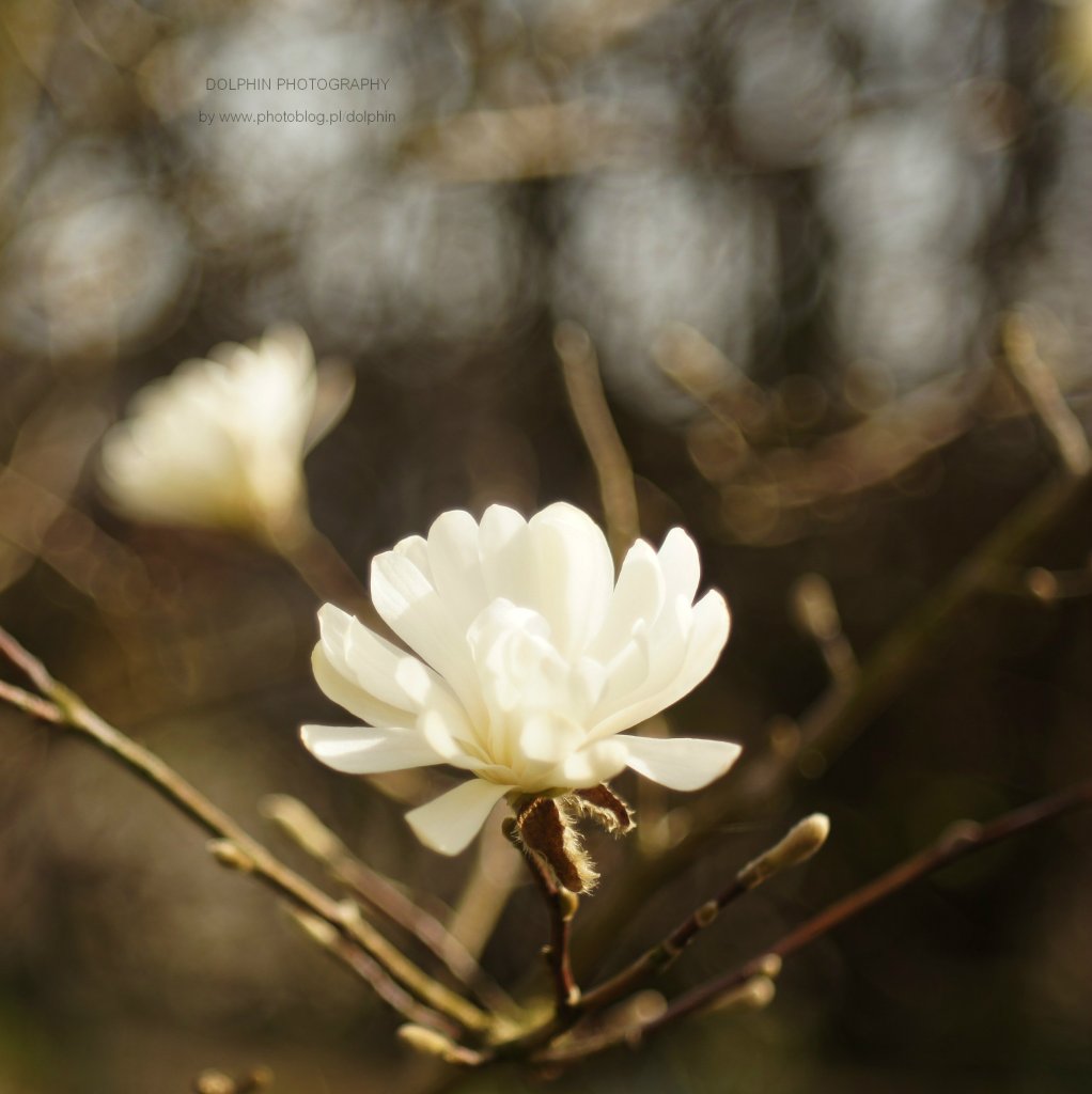 moje ulubione biae magnolie