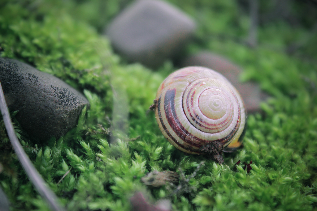 Snail & the Pebble