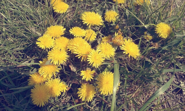 sobota, 25 kwietnia 2015