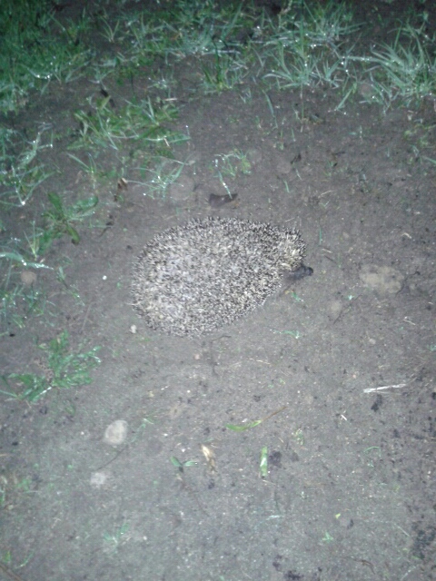 Phil the hedgehog. :D