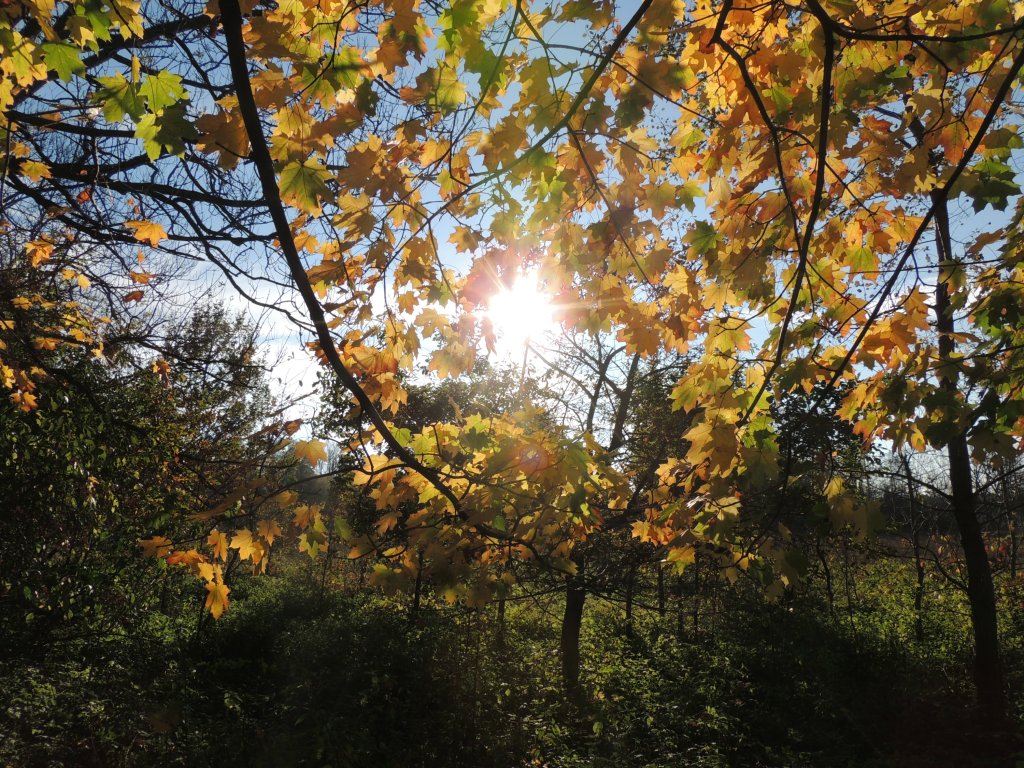 Photo shot in autumn