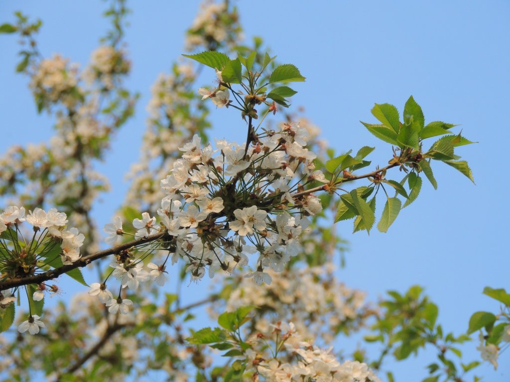 Cherry tree