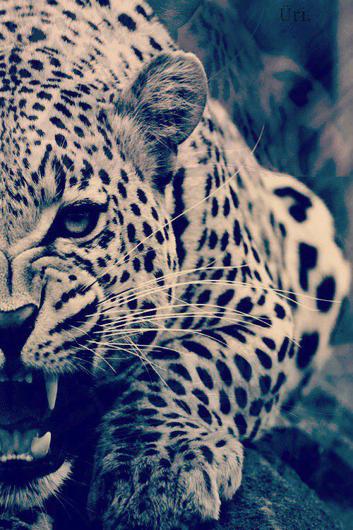 Siemaa ;>