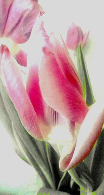 sunny tulip.