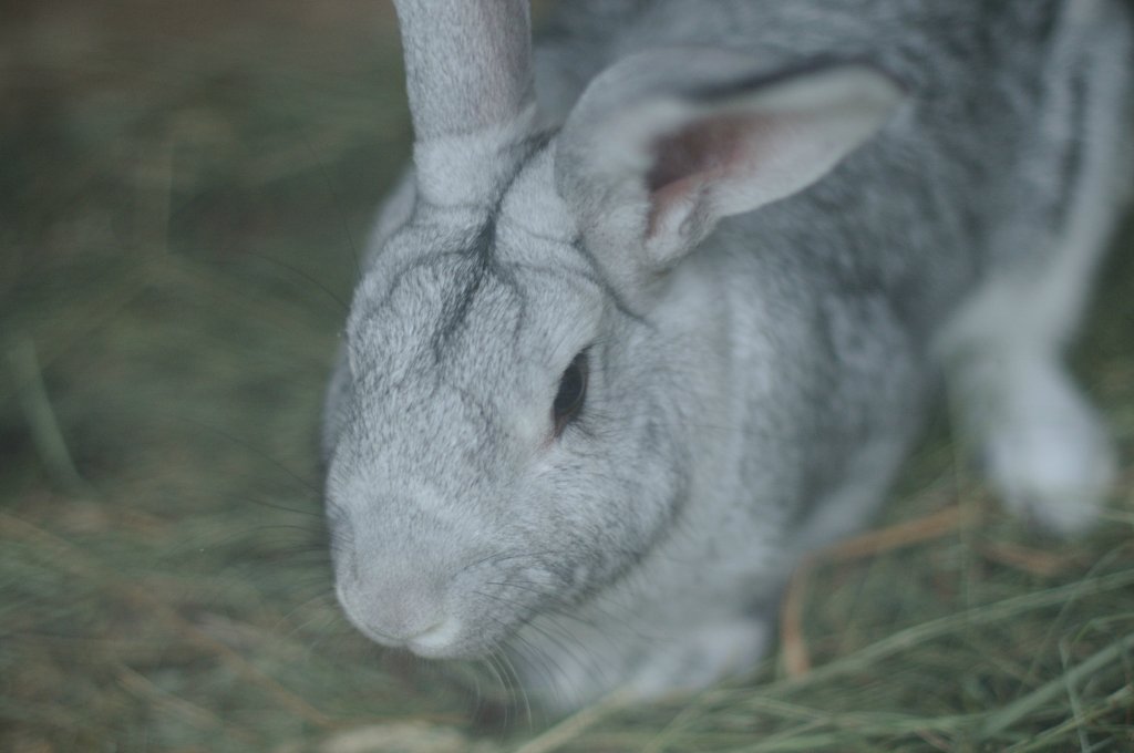 follow the grey rabbit