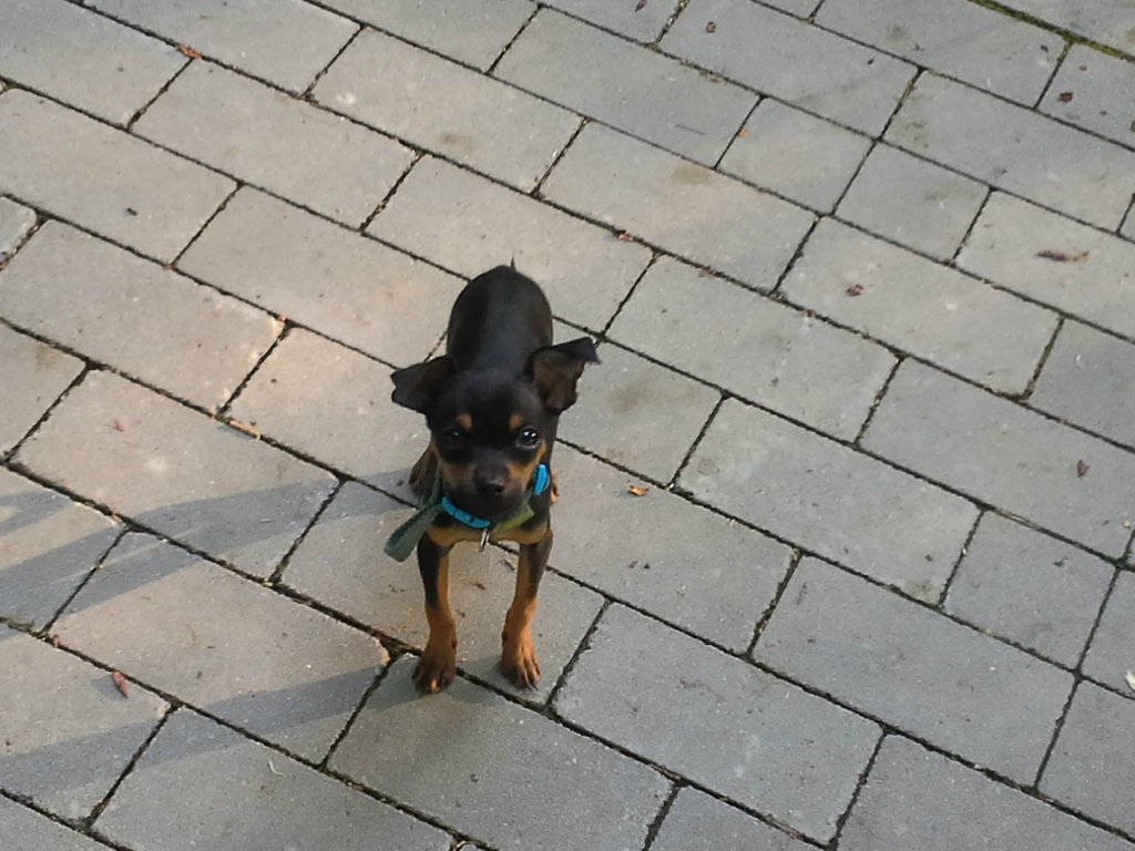 KILER
