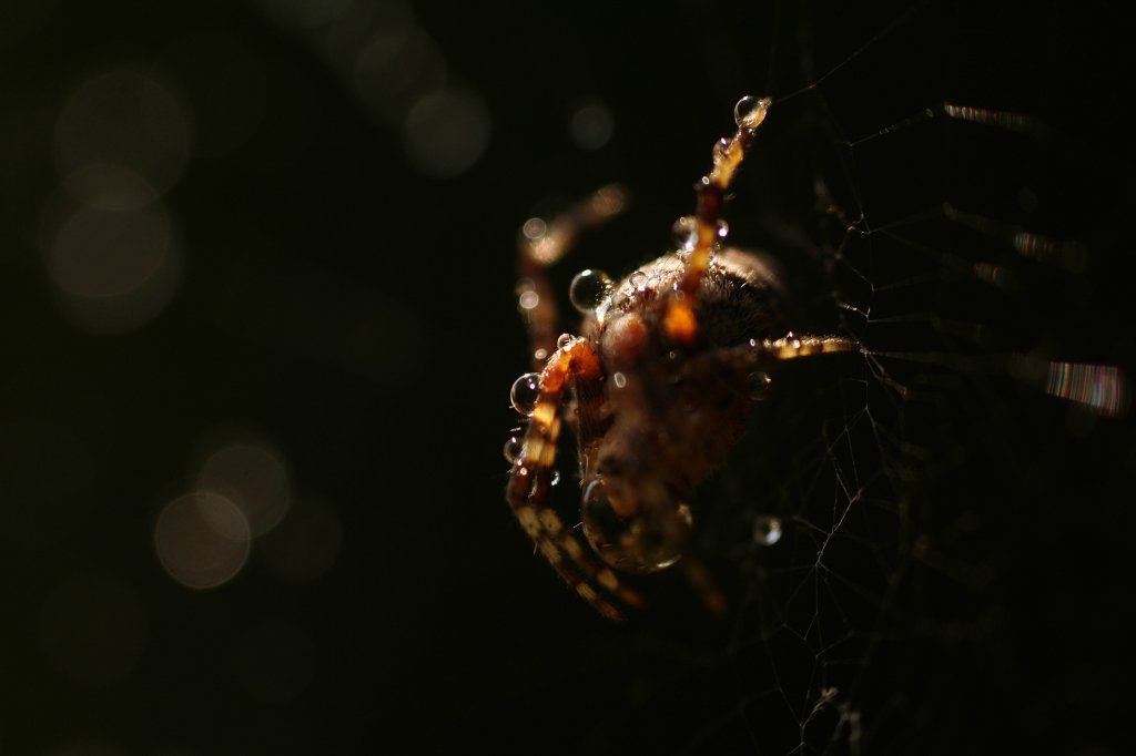 spider...