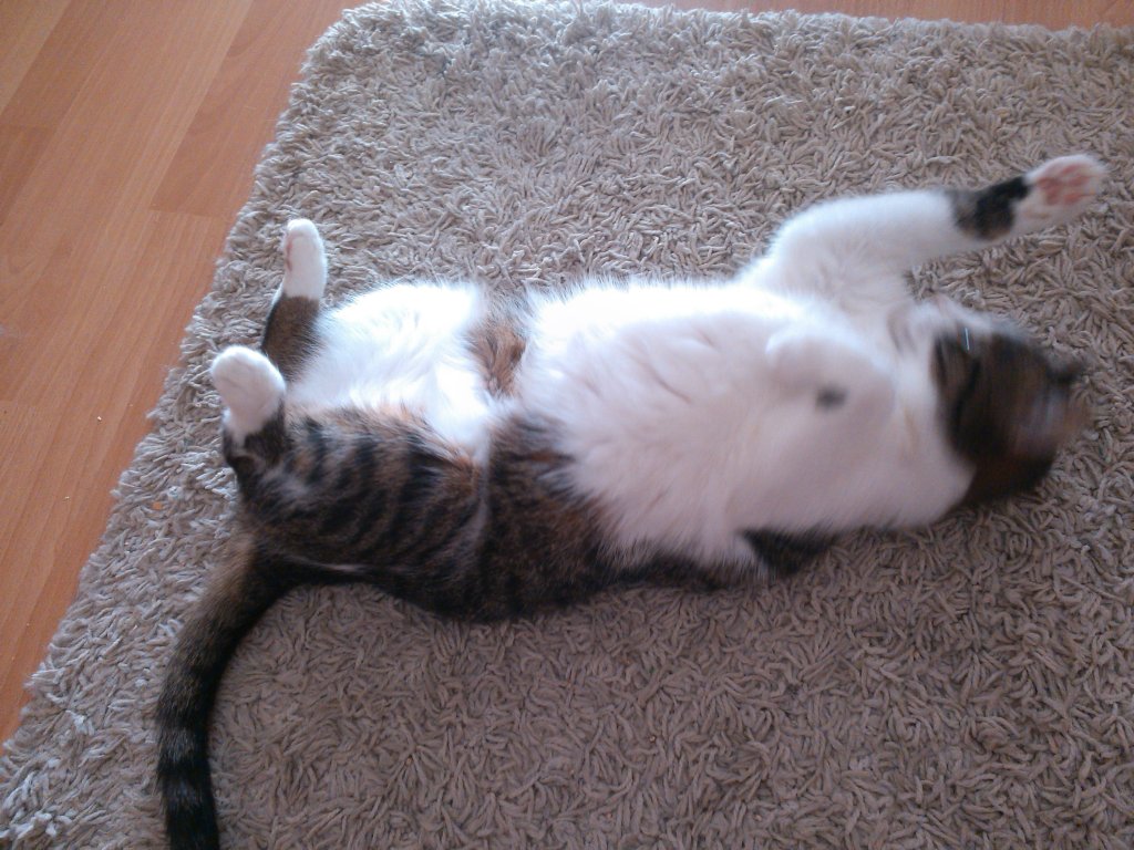 z ycia kocichy Belli:)