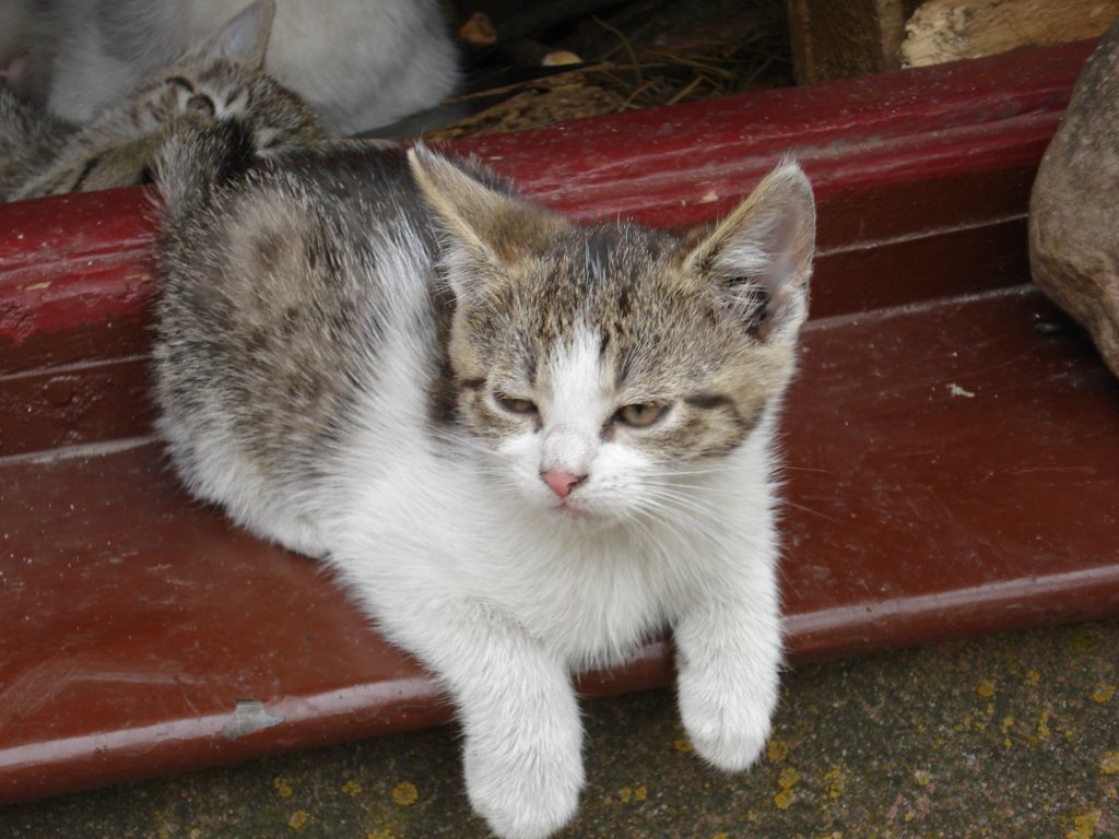 mojekocie