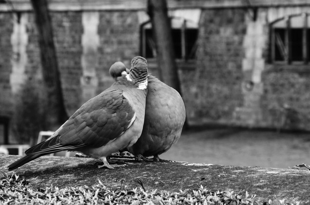 love in Paris 