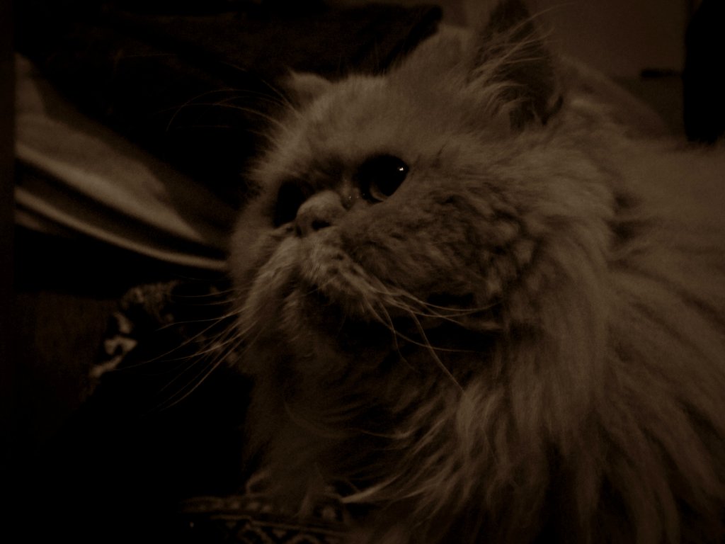 Lou.