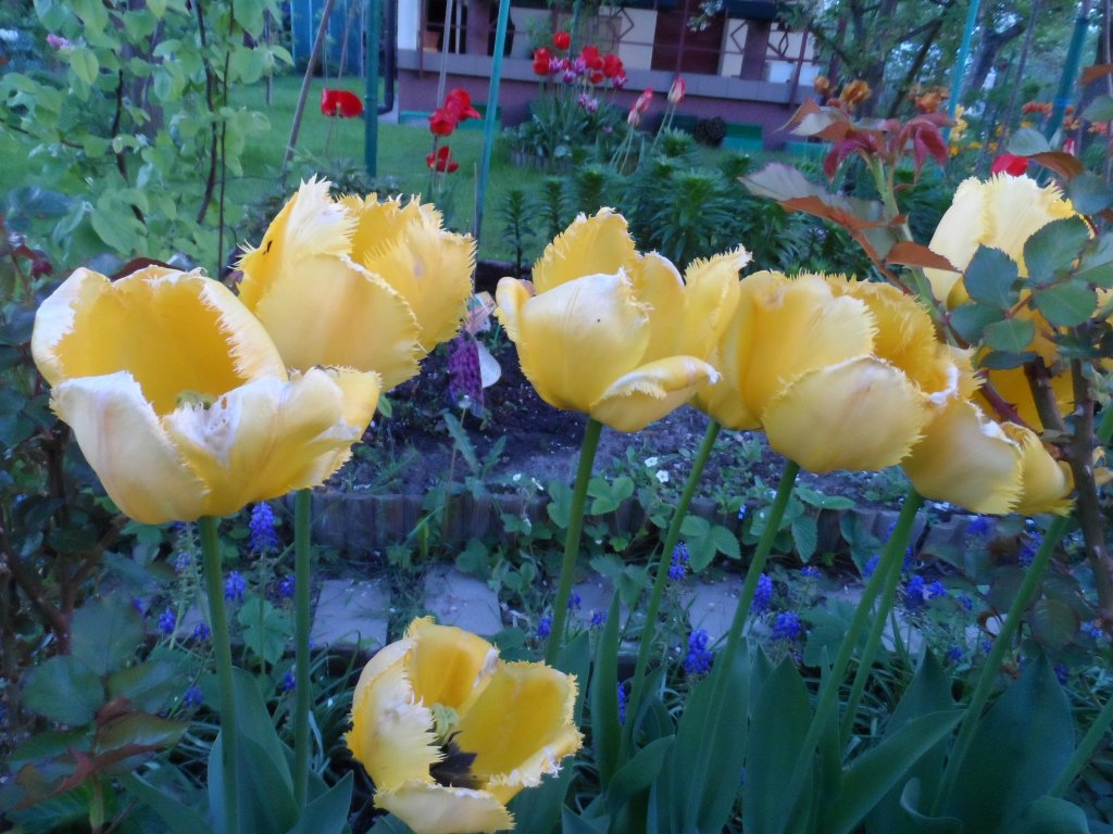 Tulipany