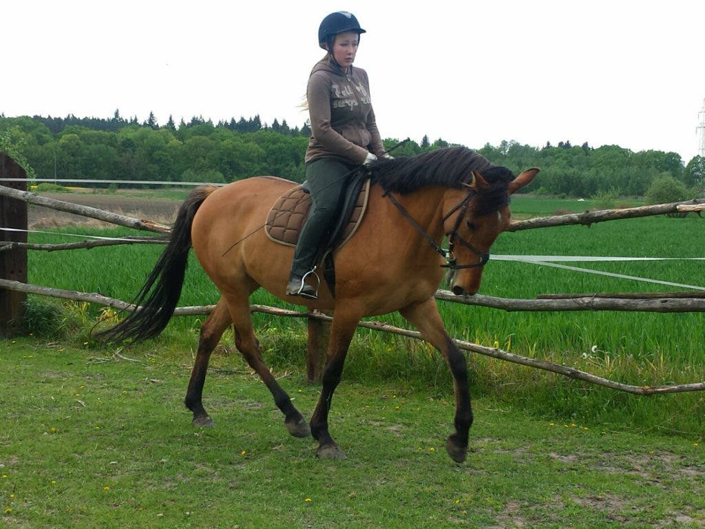 Harfa