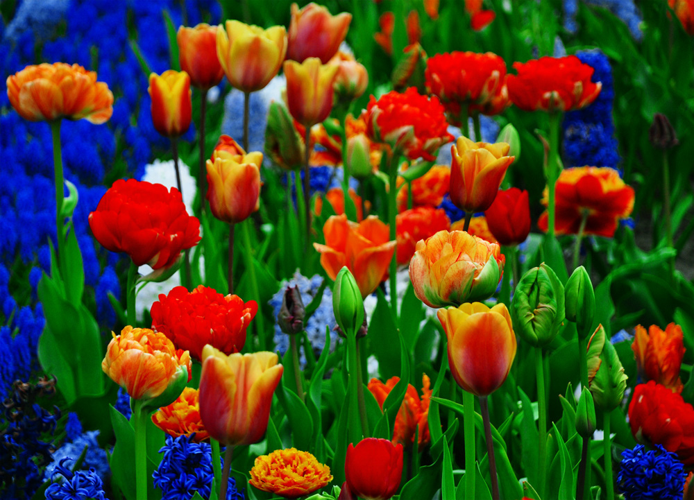 Colors of the garden 2