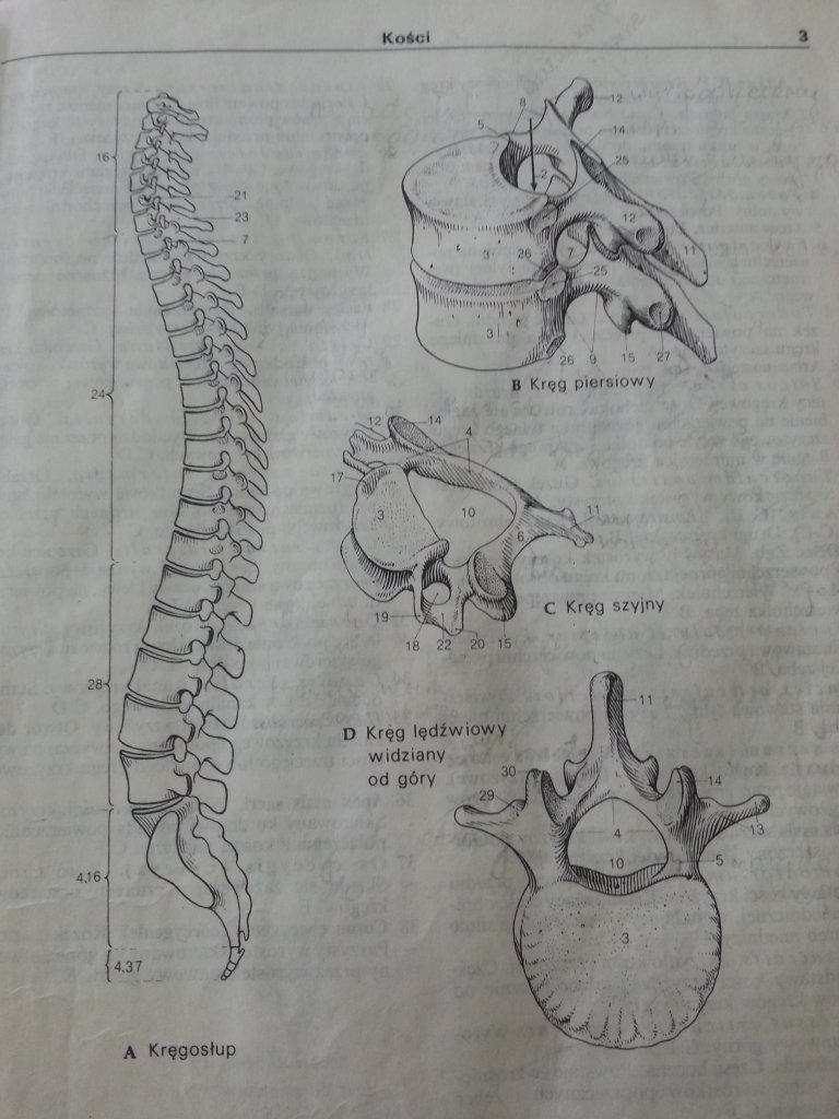 Columna vertebralis
