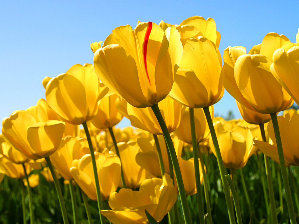 Tulipany - topos fortuny