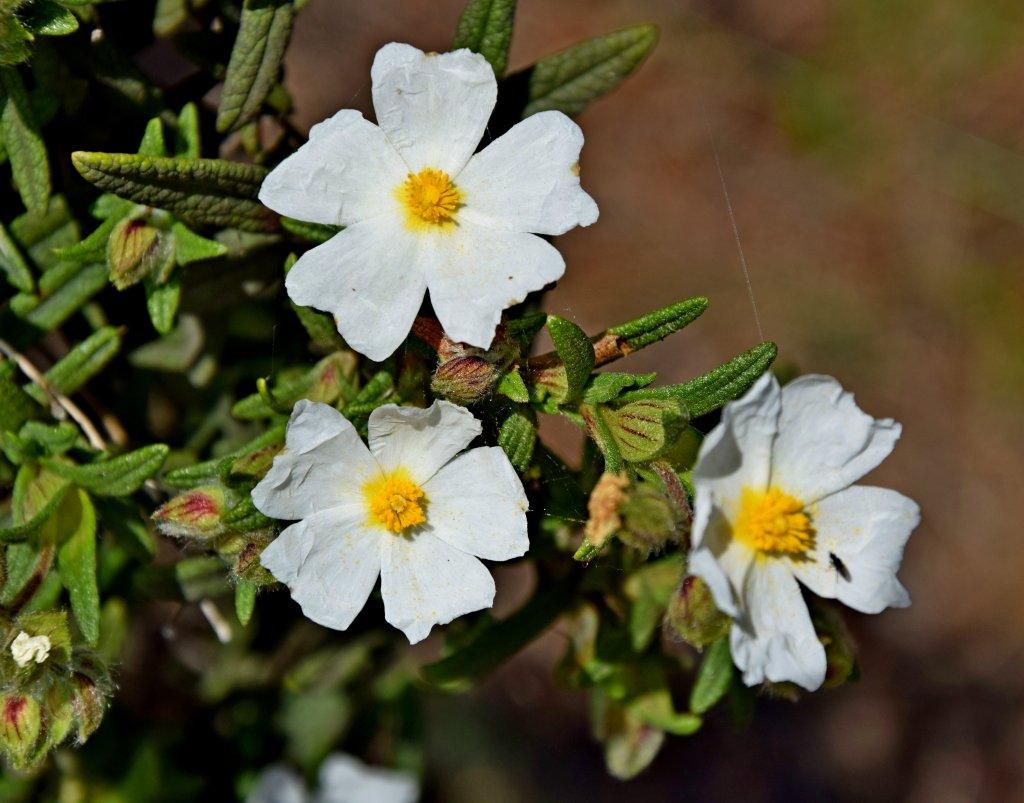 Cistus monspeliensis