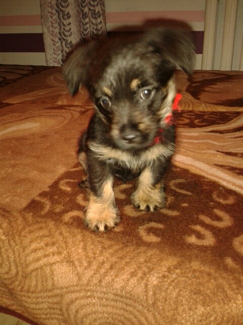 Dako.