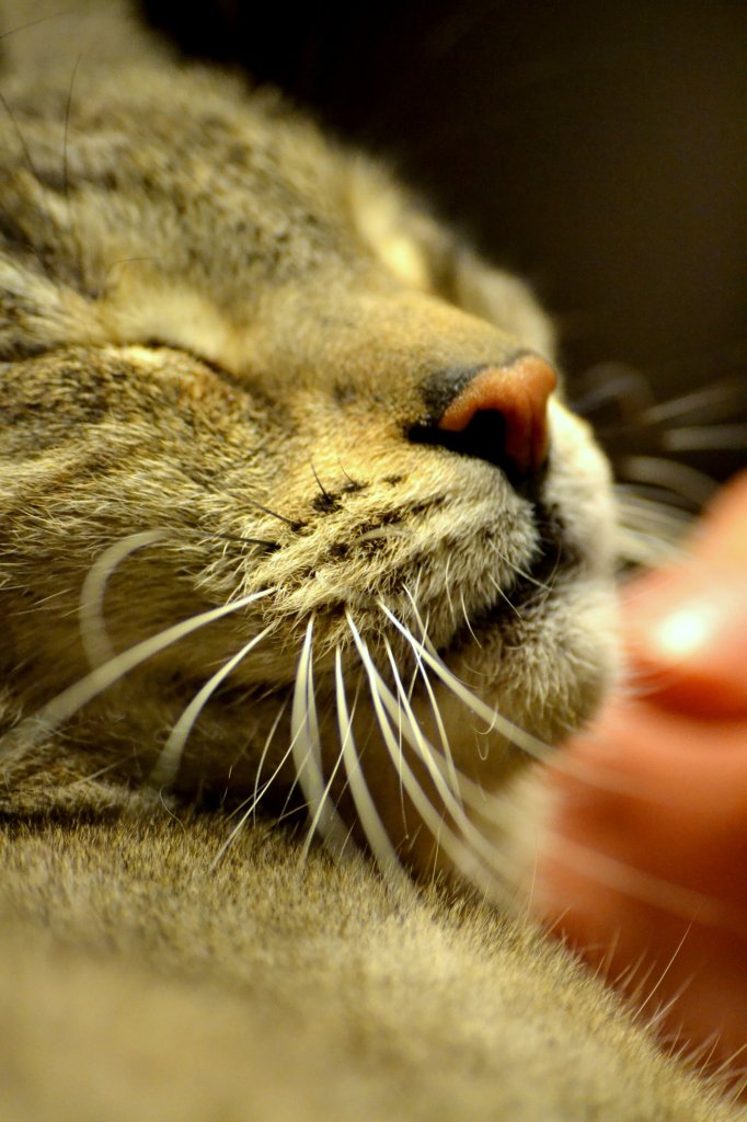 Lady Cat