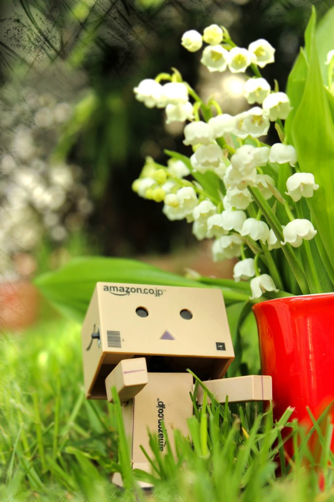 danbo