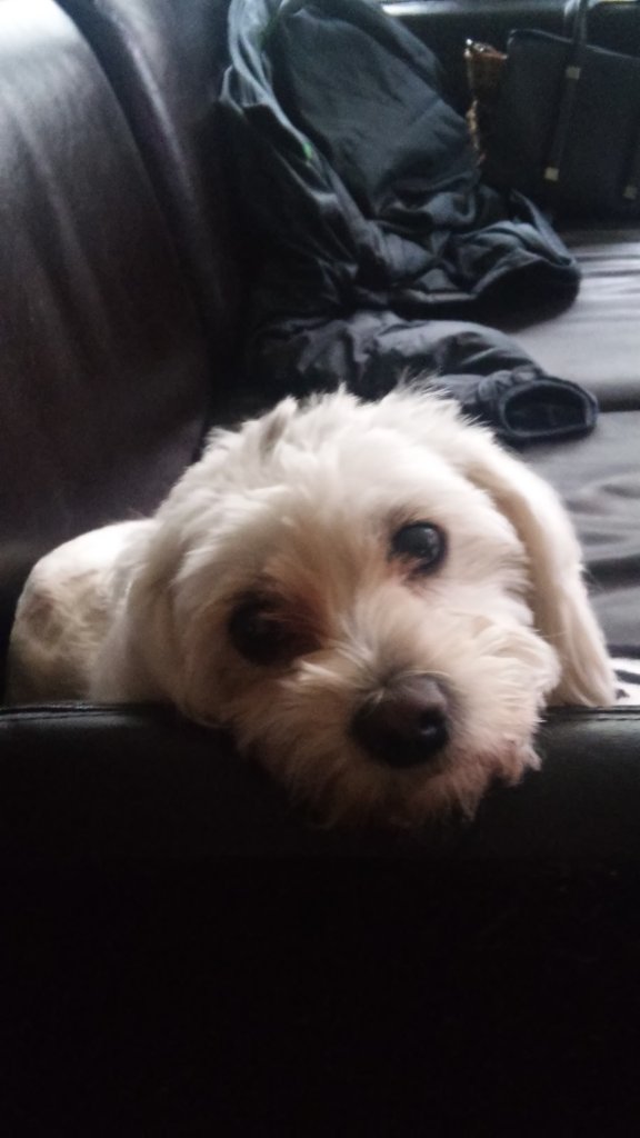 Giulietta