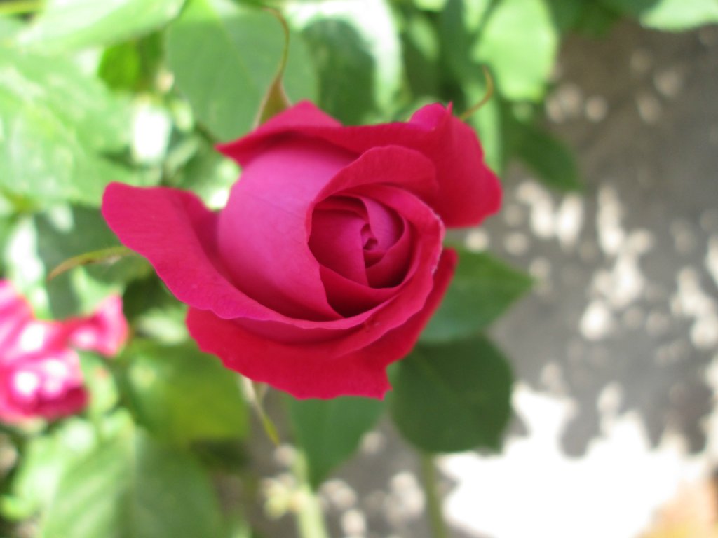 roses.