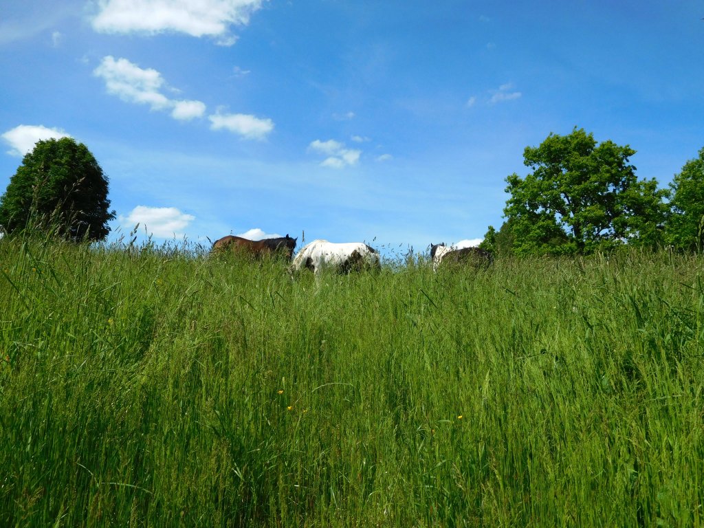 hucuki