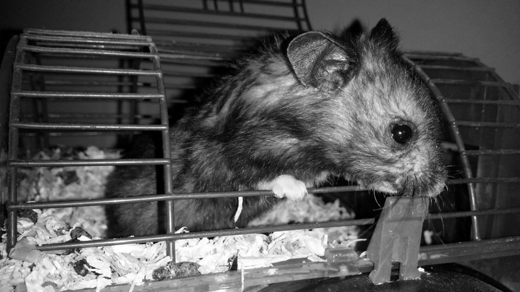 PELE... Mia 4ry lata ..... :(