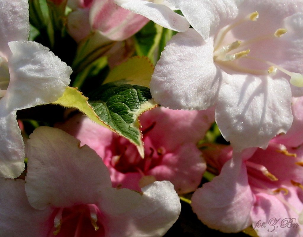 Krzewuszka /Weigela/