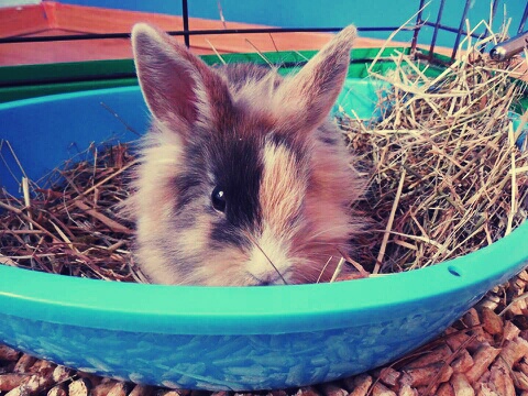 Cookie