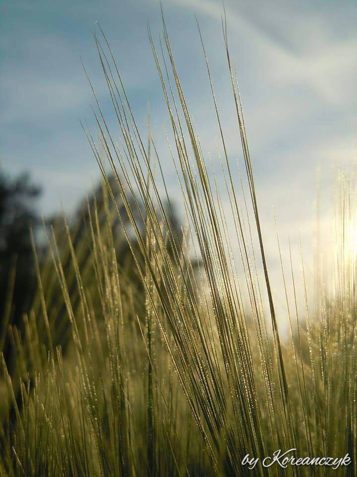 Summer time! :)