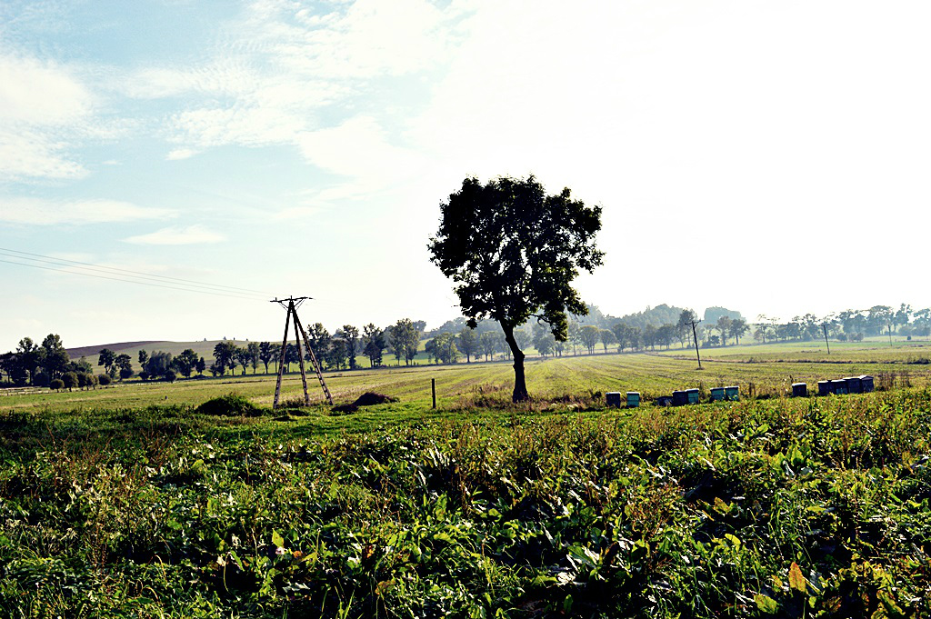 Zaczarowana ziele 
