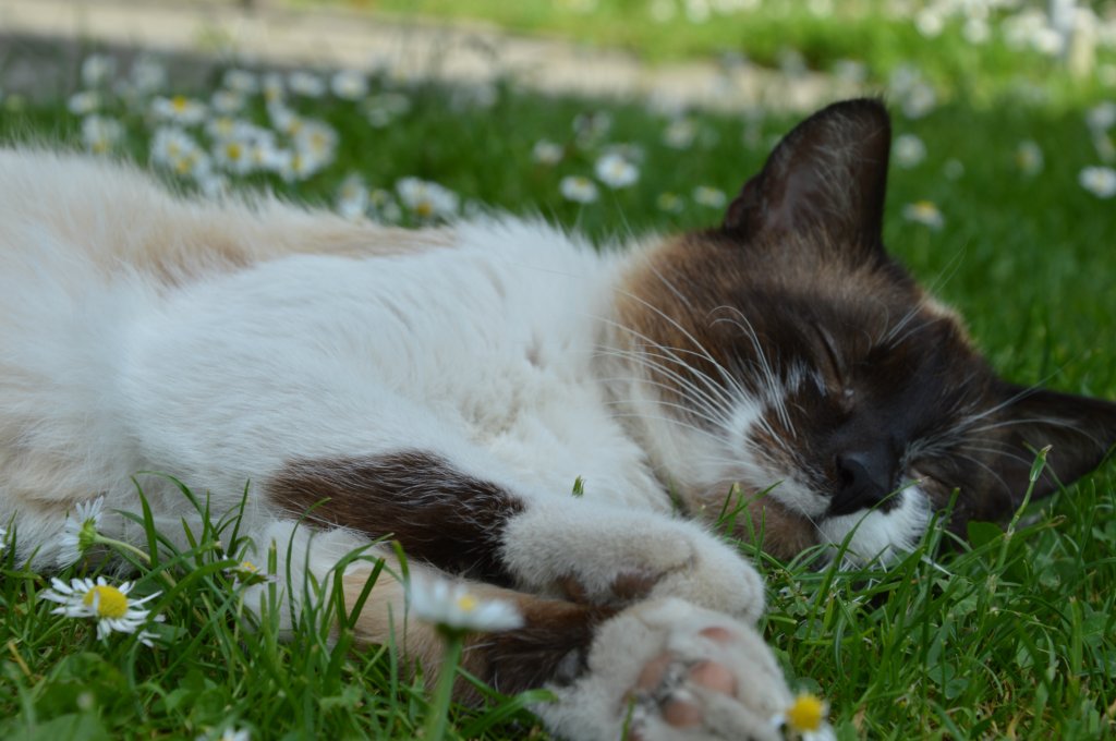 Toffi :)