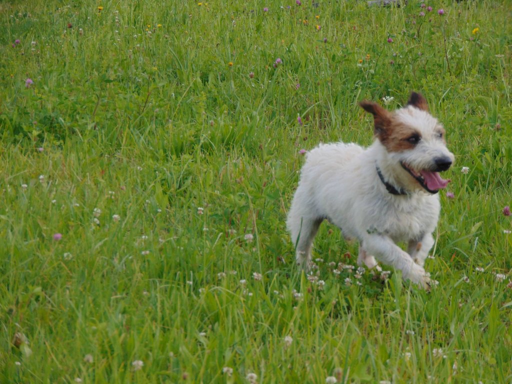 mj dog :D