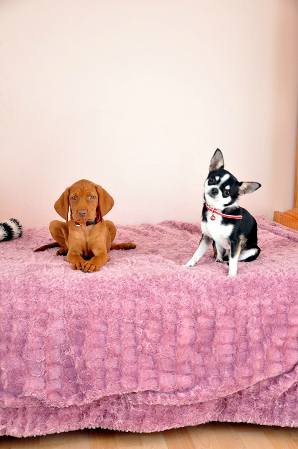 Vizsla & Chihuahua