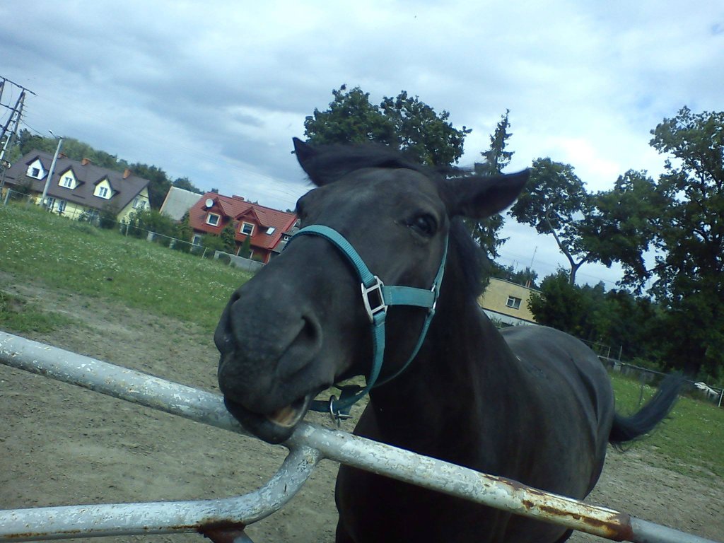 Wasal