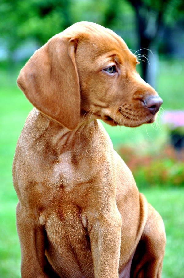 Merida Cinnamon Vizsla Dream