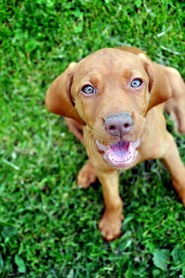 Merida Cinnamon Vizsla Dream