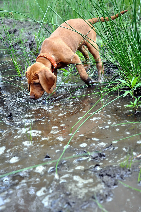 Merida Cinnamon Vizsla Dream