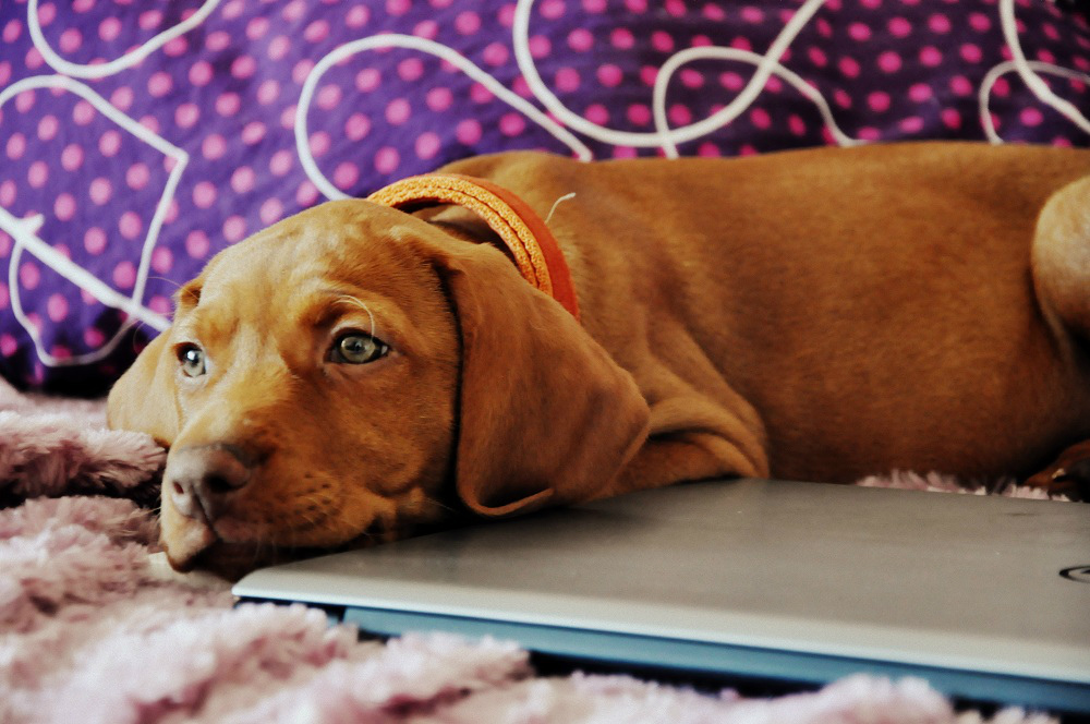 Merida Cinnamon Vizsla Dream