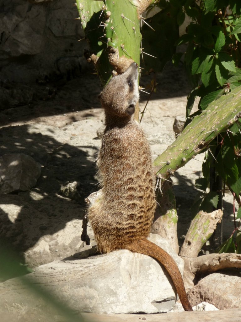 Surykatka
