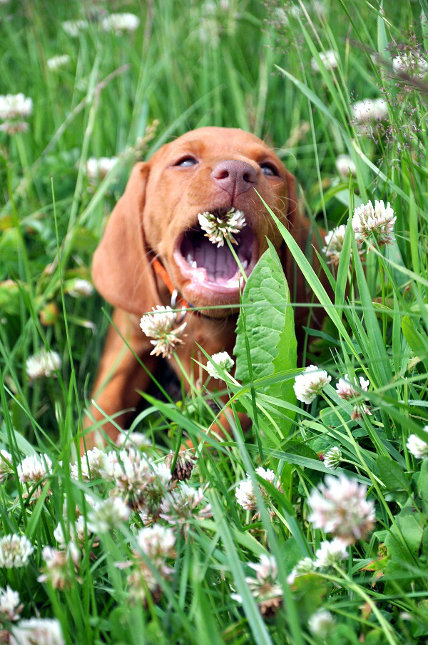 Merida Cinnamon Vizsla Dream